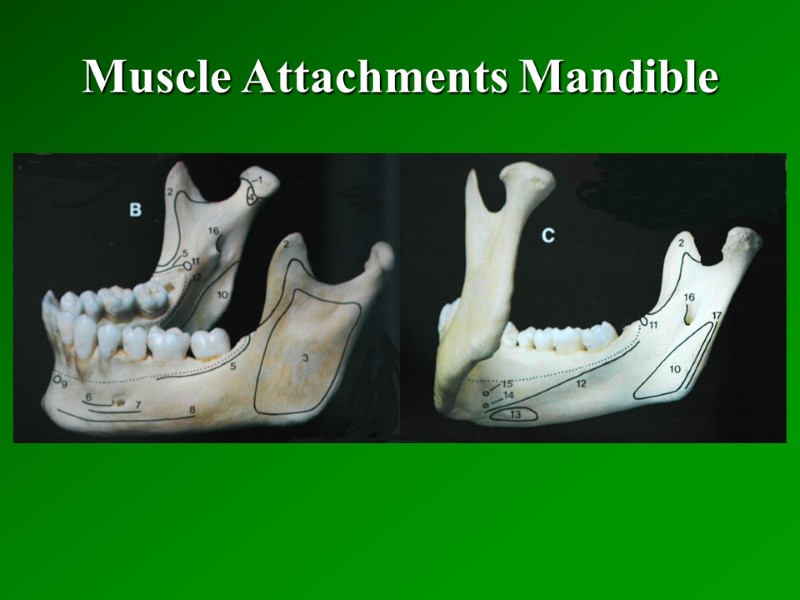 Muscle Attachments Mandible